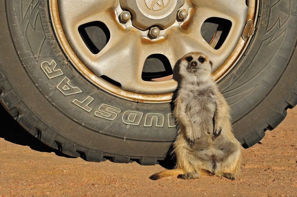 , Алексей Тищенко