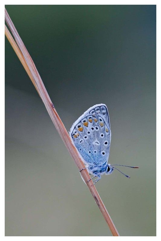 **** фото превью