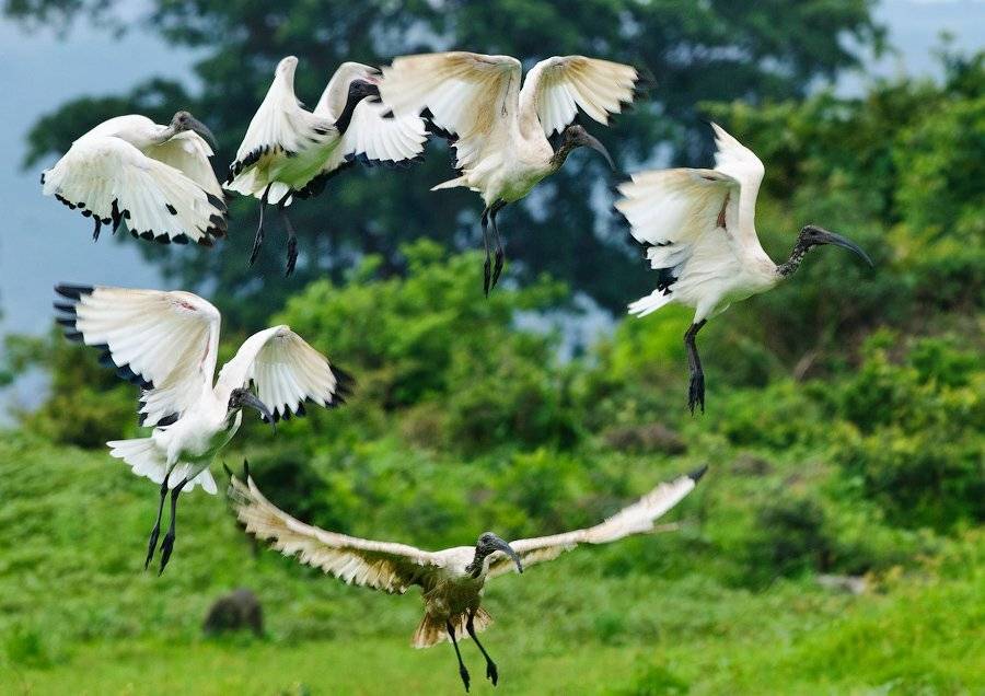 birds, wildlife, ethiopia, Илья Гомыранов