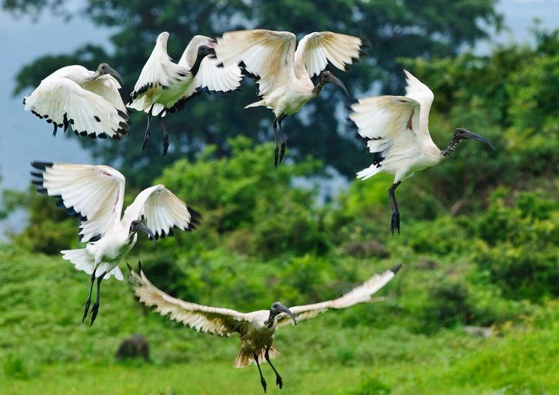 birds, wildlife, ethiopia Белое кольцо фото превью