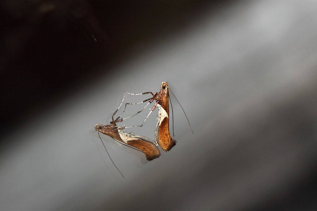 , Сергей Таланов