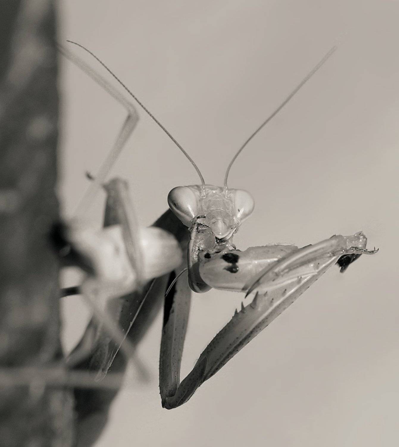 богомол, охота, каннибализм, любовь, секс, страсть, обед, гурман, деликатес, KSergeyV