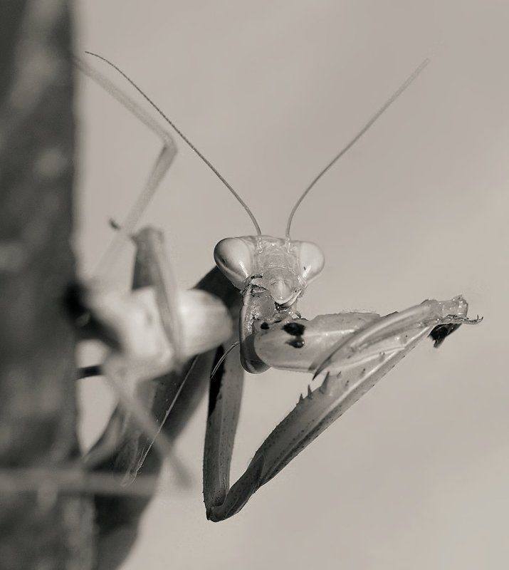 богомол, охота, каннибализм, любовь, секс, страсть, обед, гурман, деликатес Сладкий мой 2 фото превью