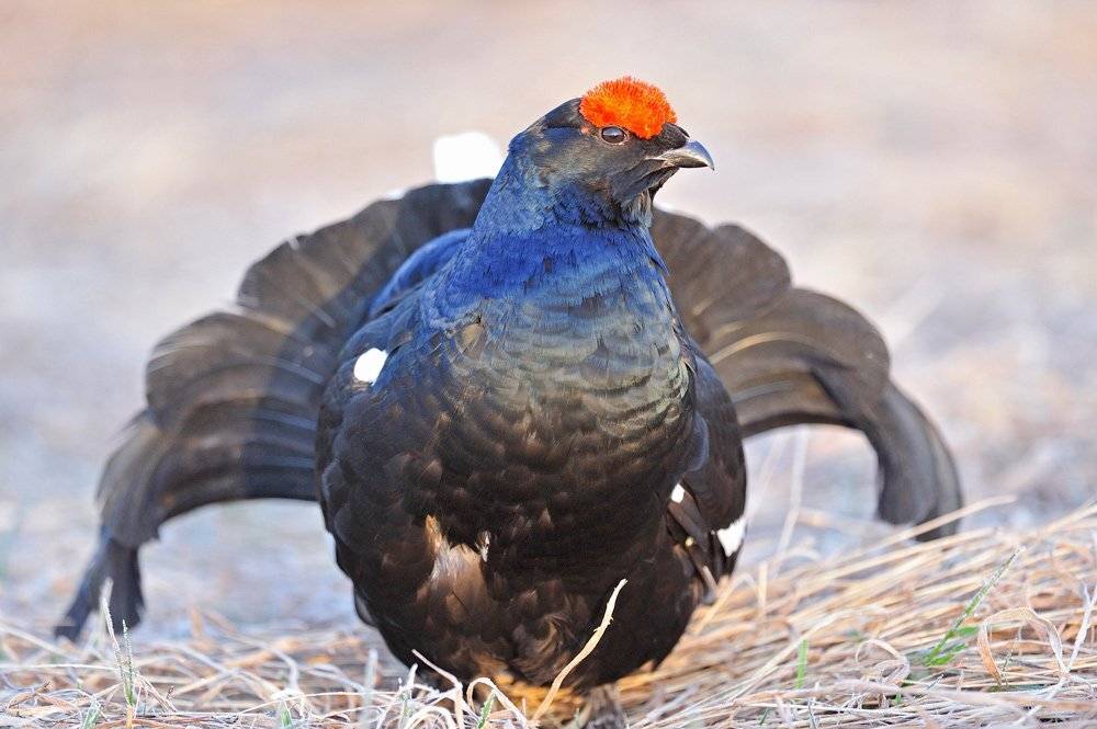 , Алексей Тищенко