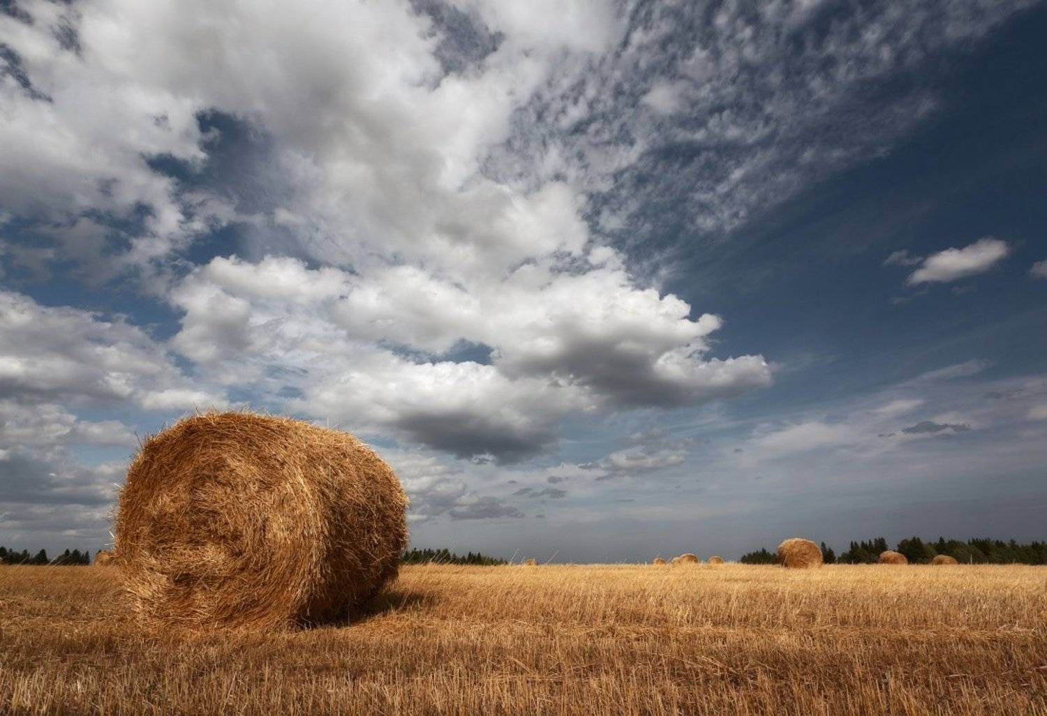 поле, трава, сено, рулоны, деревья, лес, облака, лето, осень, Георгий Машковцев