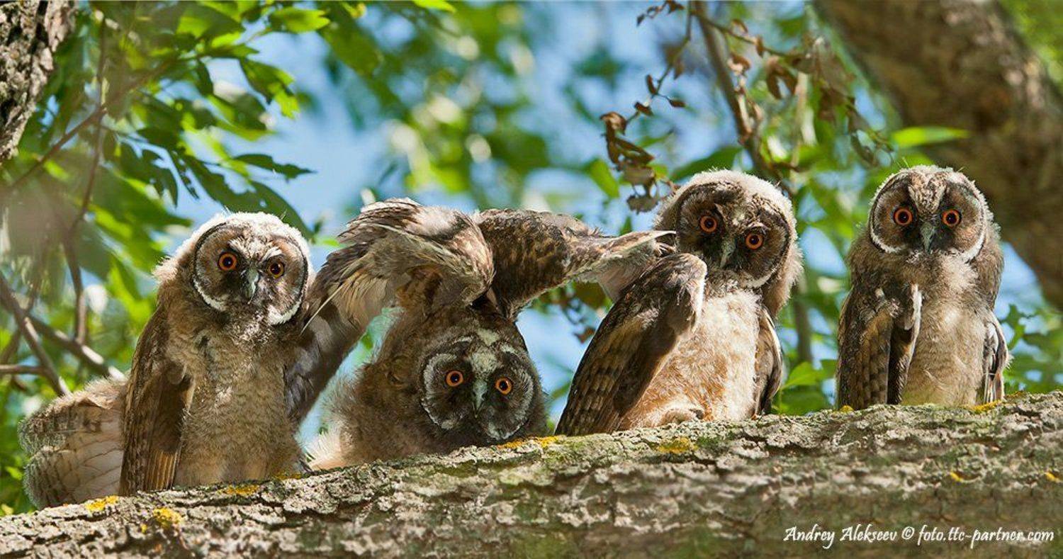 совята, ушастая сова, Андрей Алексеев