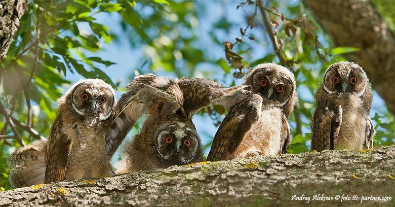 совята, ушастая сова Посиделки фото превью