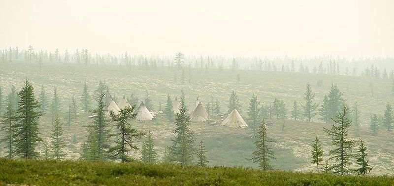север, путешествия, стойбище, жизнь на краю земли, чумы  фото превью
