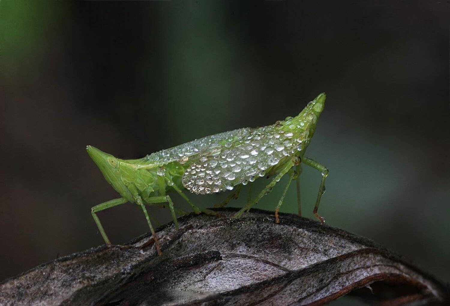 , Вадим Трунов