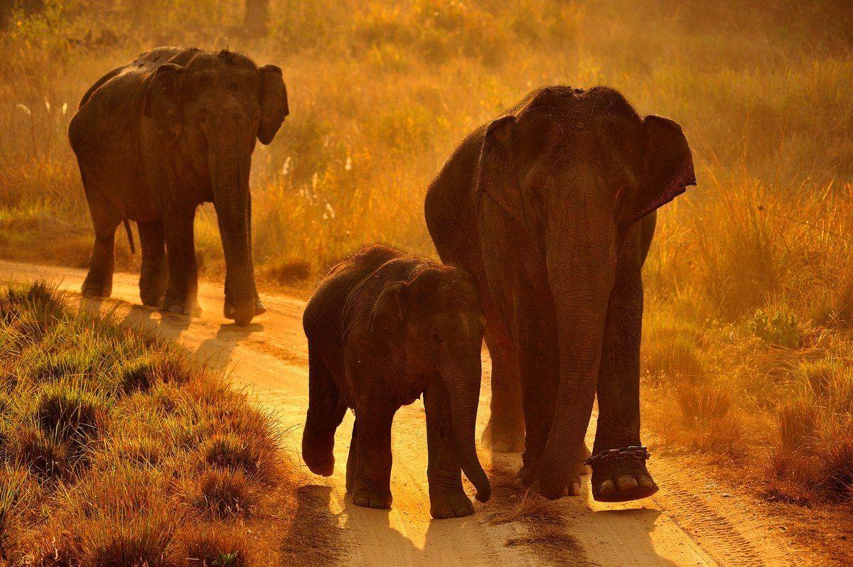 , Алексей Тищенко