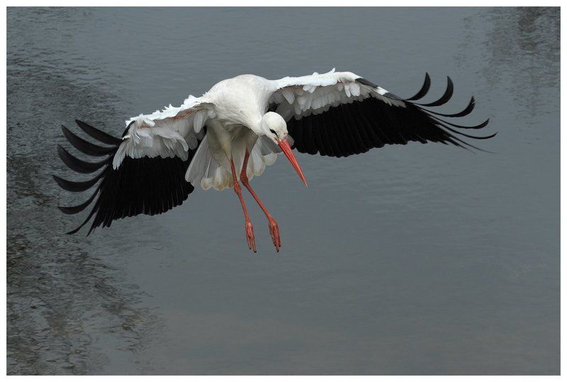 белый аист, полет, ciconia ciconia, action, flight, the netherlands Белый аист длинноногий фото превью