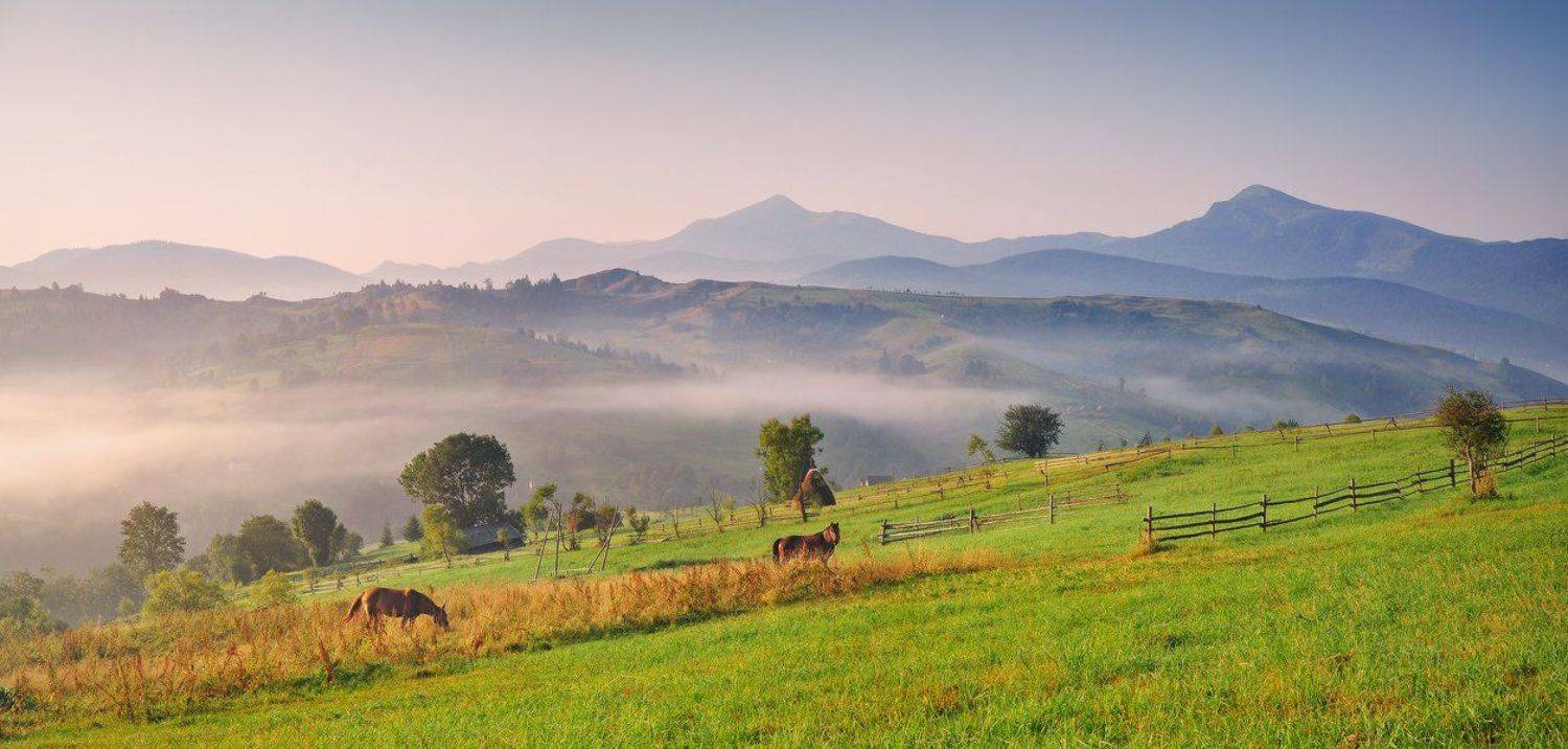 , Денис Кривой