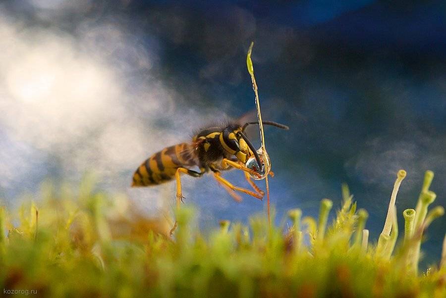 оса, Ирина Козорог