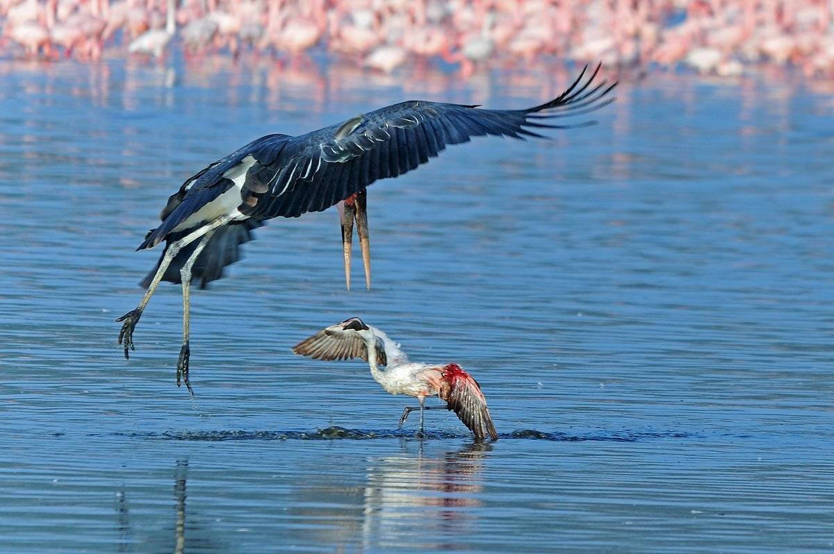 , Алексей Тищенко