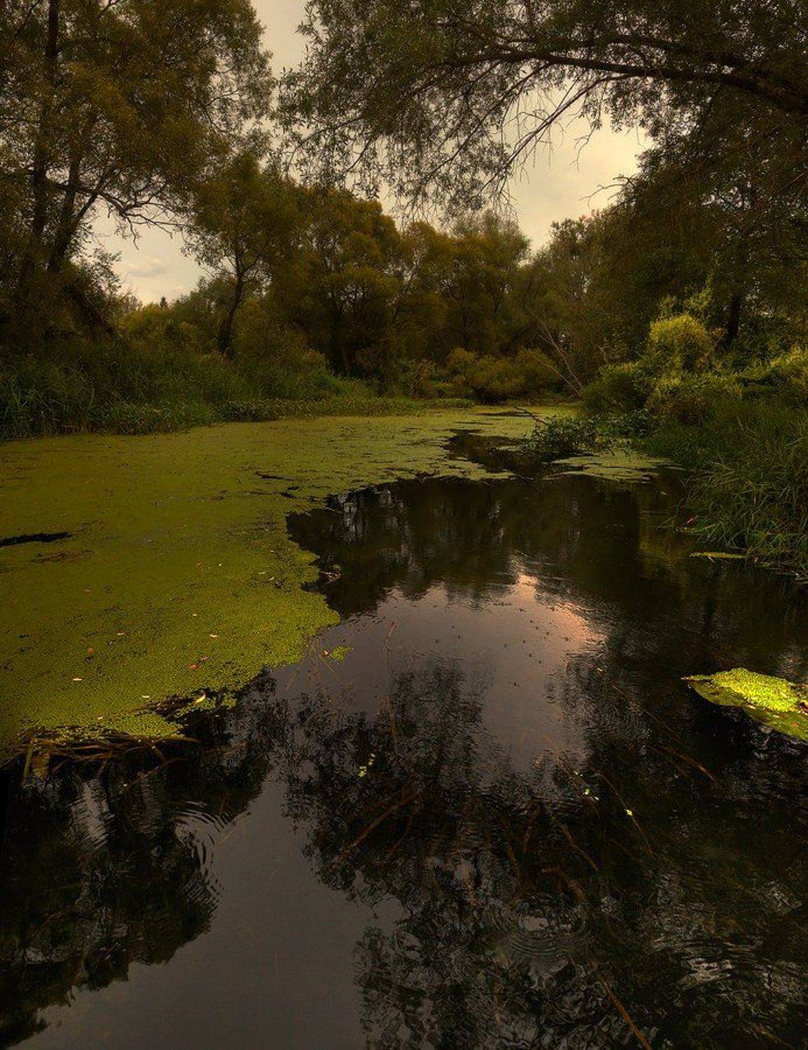 пруд, лето, пейзаж, Oleg Dmitriev