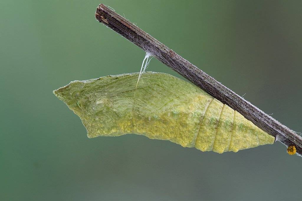 , Сергей Таланов