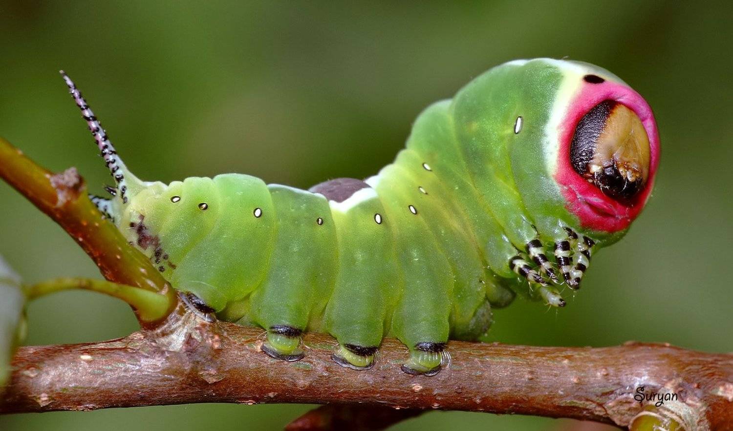 лето, веточка, гарпия, Олег Сурьянинов