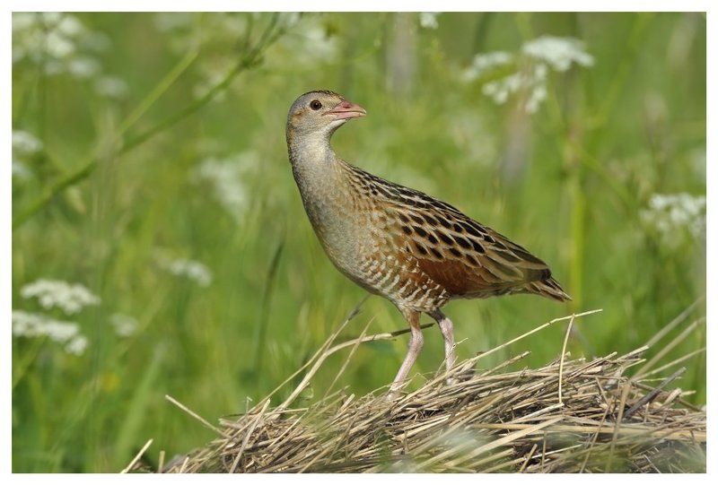 коростель, дергач, crex crex, россия Кто нам спать не дает по ночам фото превью