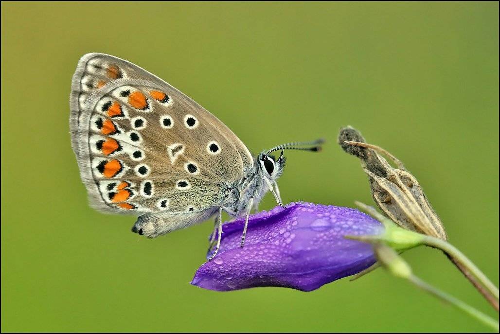 , Андрей Корочкин