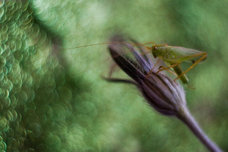 ... фото превью