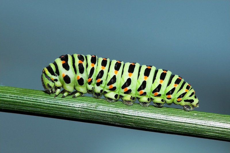 гусеница, махаон, макро Papilio machaon фото превью