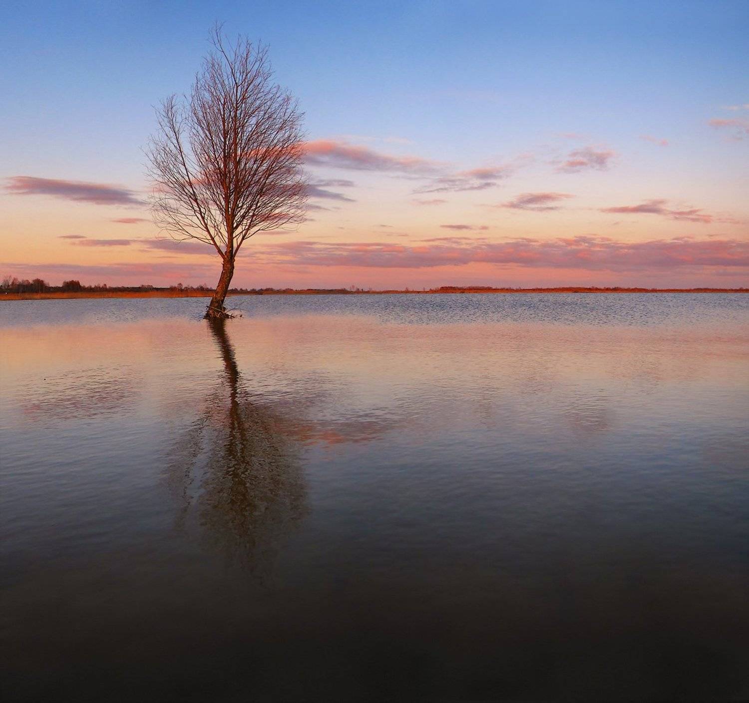 дерево, вода, вечер, отражение, Vitalijus Serioginas