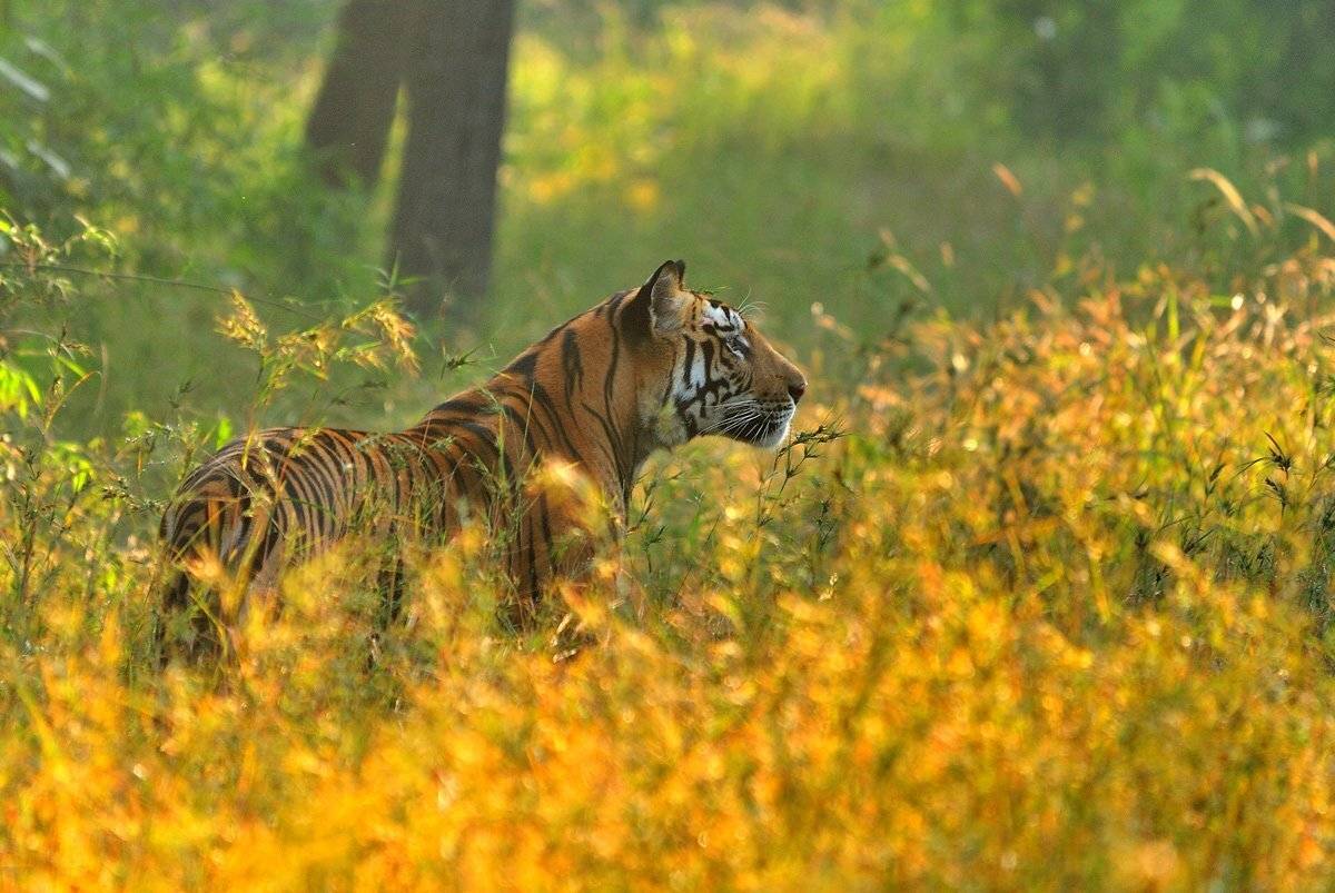 , Алексей Тищенко