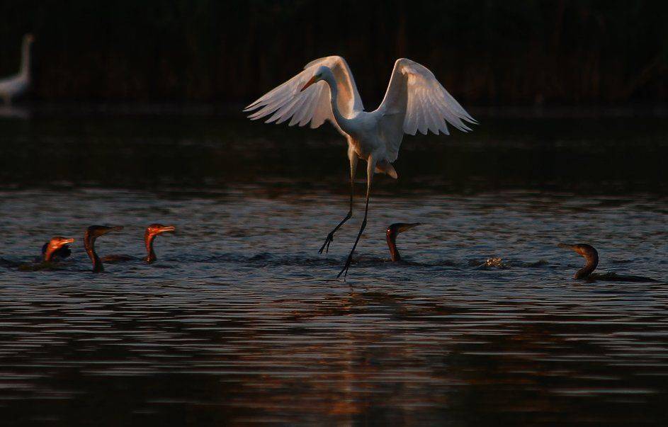 , Игорь Олейник