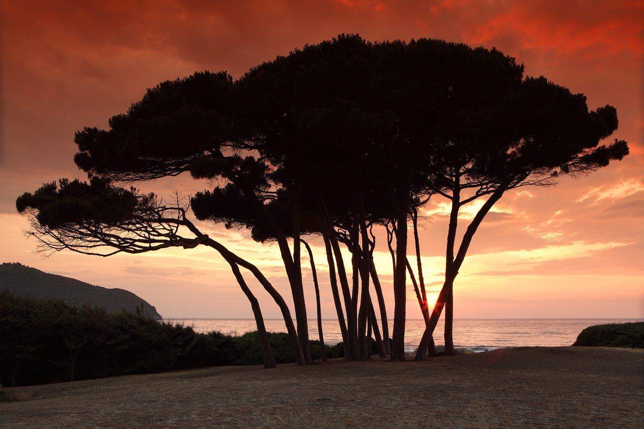 , Игорь Дубровский