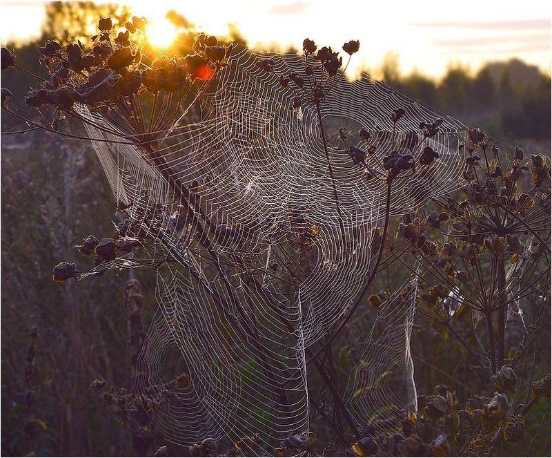 сеть для осени... фото превью
