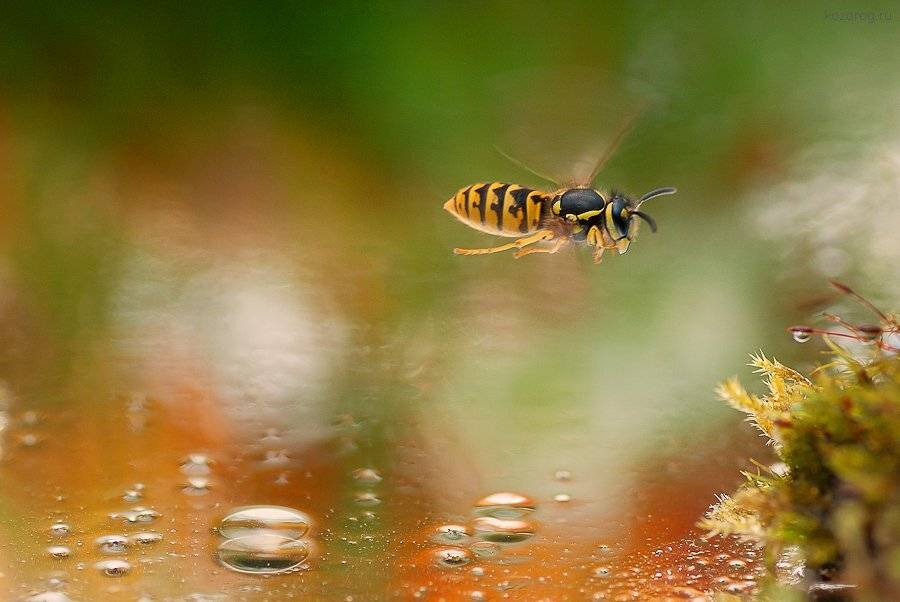 оса, Ирина Козорог