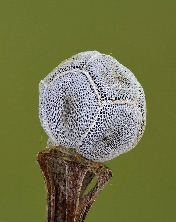 седмичник, европейский, Сергей Таланов