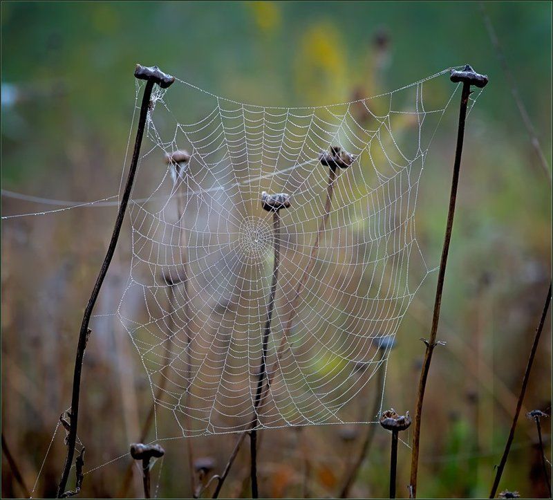 Сетка. фото превью