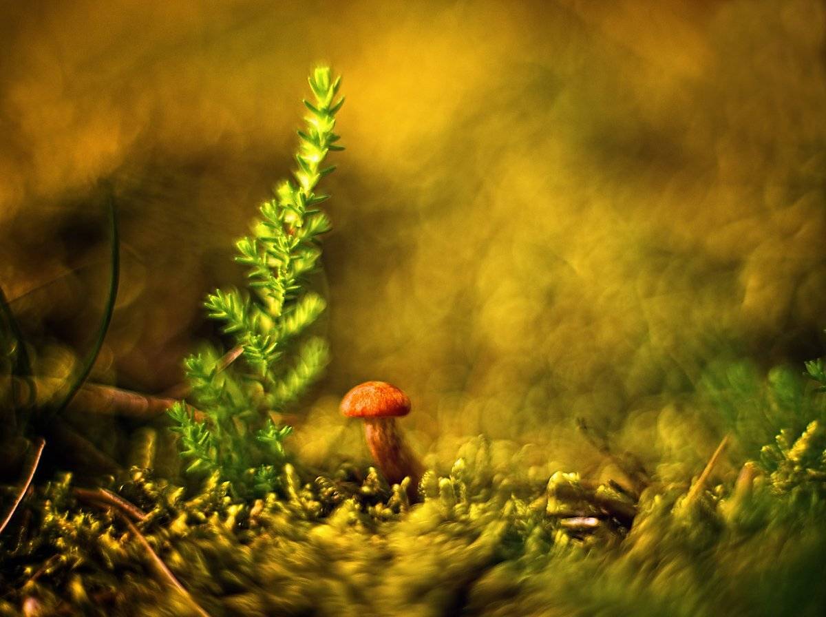 macro, nature, Mikolaj Aniol