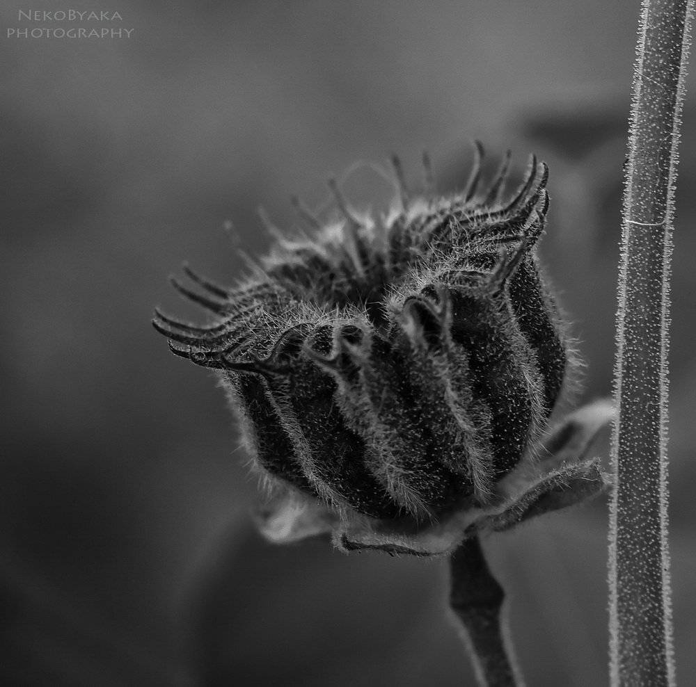 канатник теофраста, abutilon theophrasti, семянная коробочка, грани, растения, цветы, семена, макро, verge, macro, flowers, plants, seeds, boll, capsule, seed vessel, колючки, prickles, Мамакова Анжелика