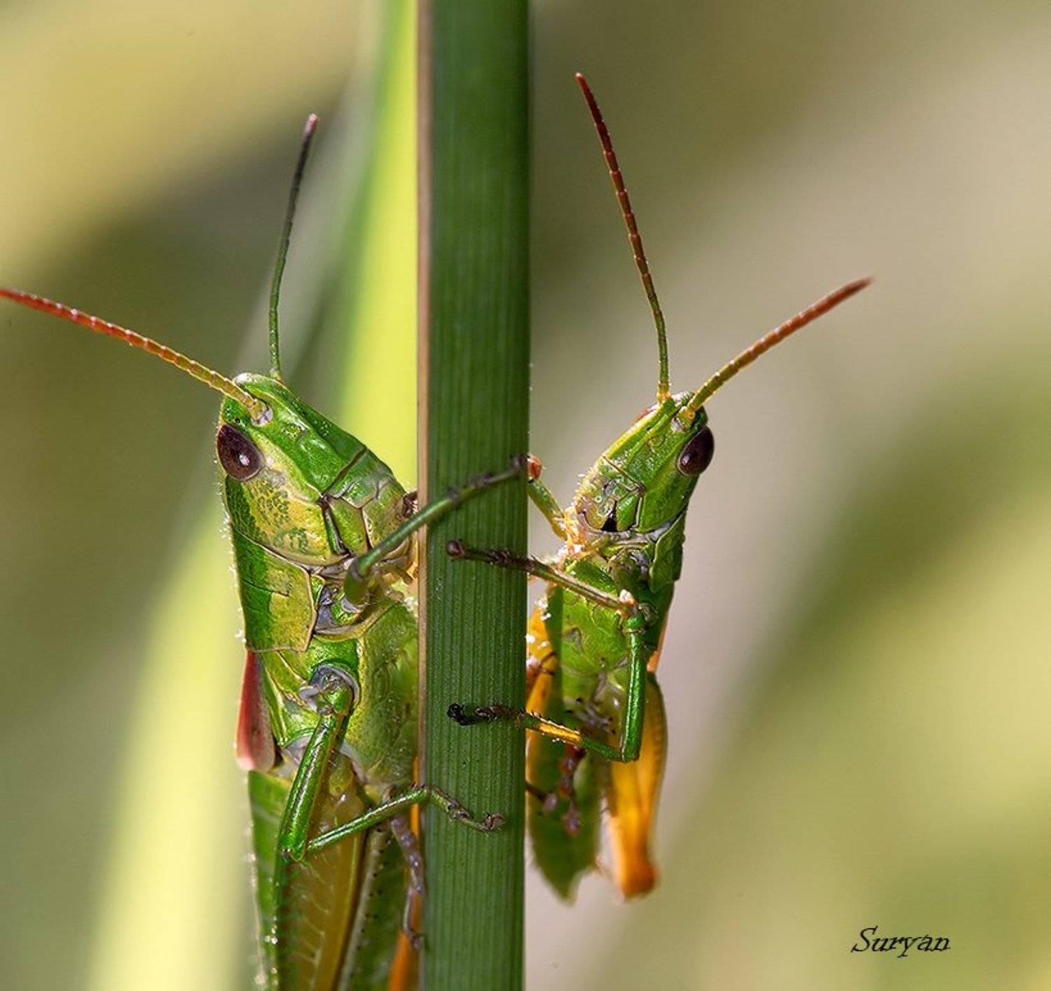лето, трава, кузнечики, Олег Сурьянинов