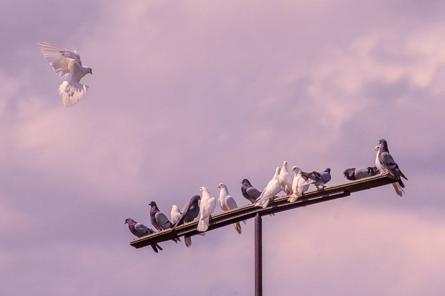 , Василий Матюхин