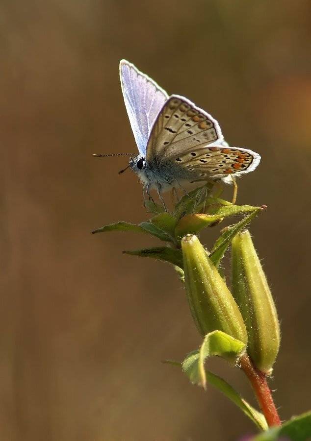 бабочка, голубянка, Cheplenko Aleksey