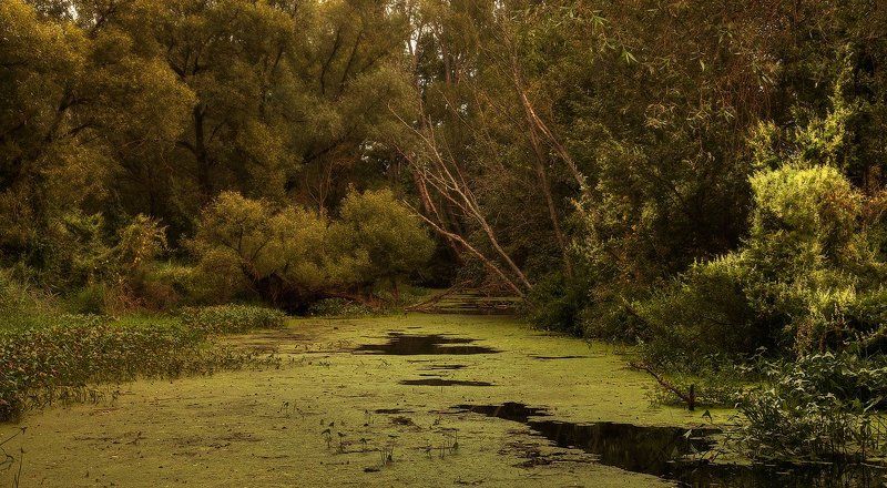 пруд, лето, пейзаж тихая заводь фото превью