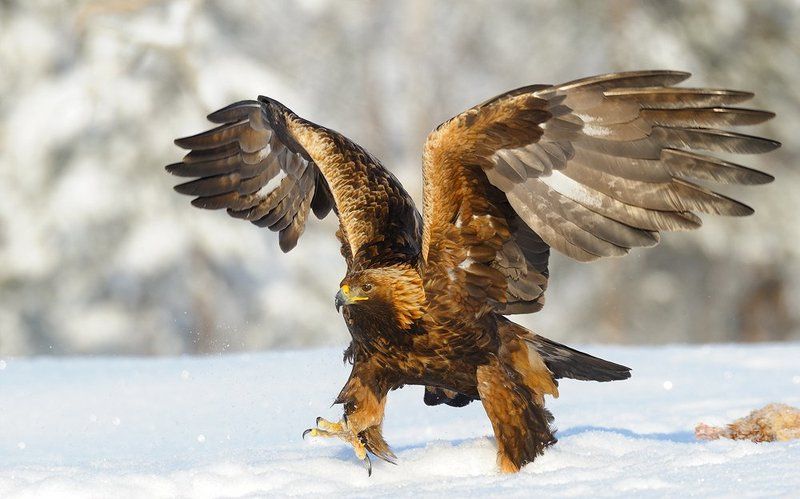 широким шагом фото превью