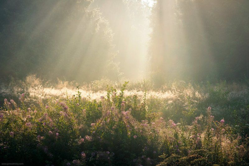 карпаты, утро, лучи, рассвет Солнечный душ фото превью