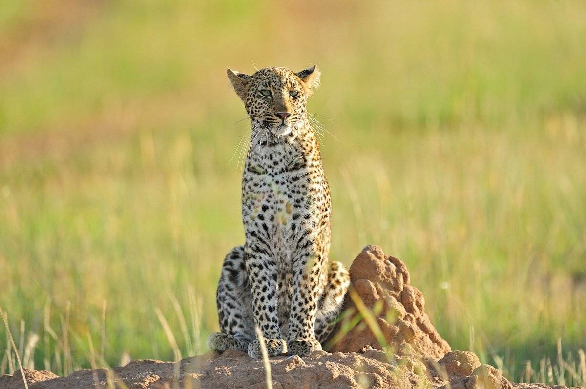 , Алексей Тищенко