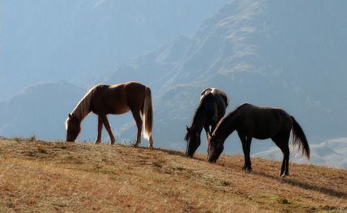 У синих гор.