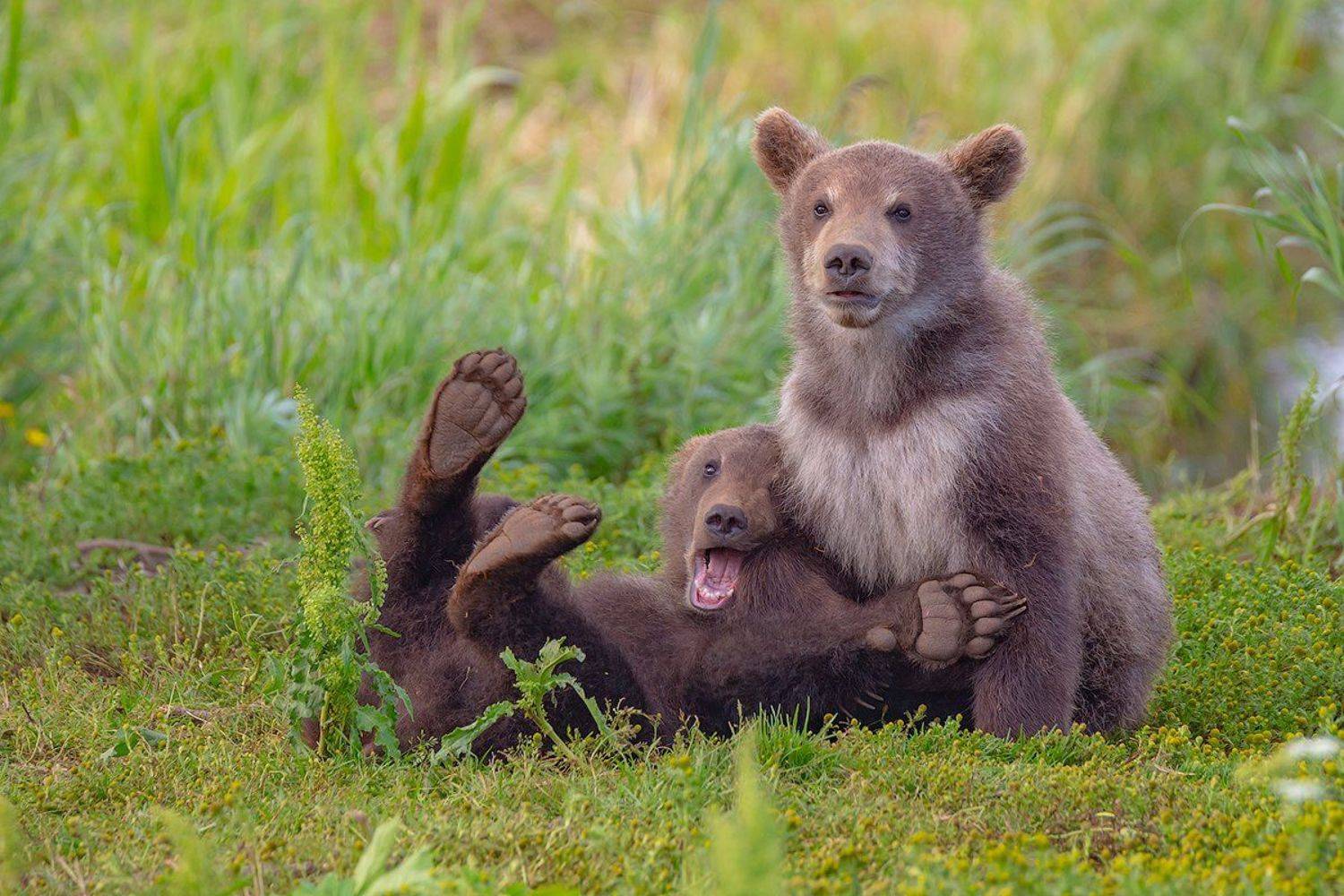 камчатка, медведь, природа, путешествие, фототур, лето, животные, Денис Будьков