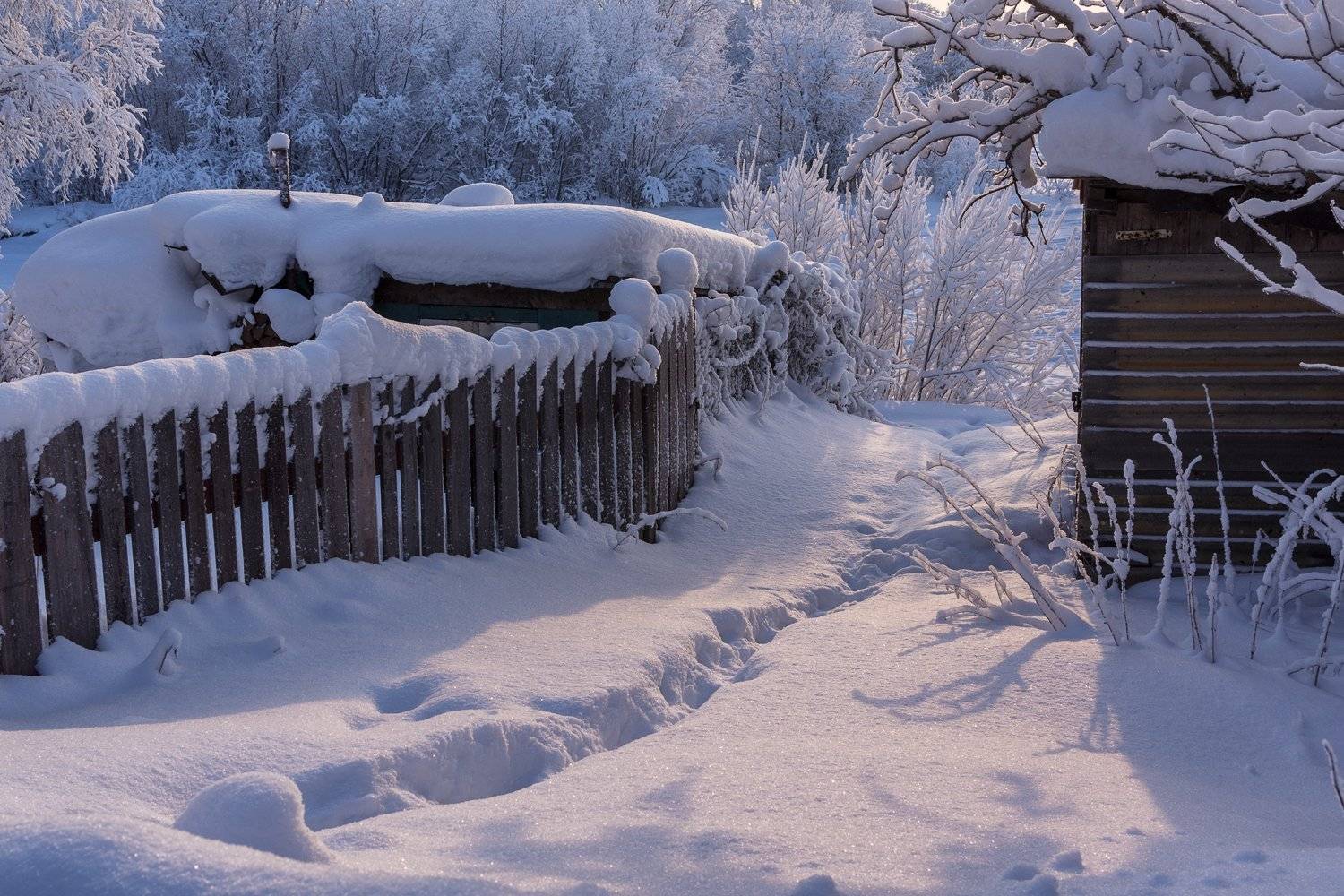 зима, снег, солнце, иней, деревья, тропинка, погребки, район, соломбала, архангельск, Ра Вера