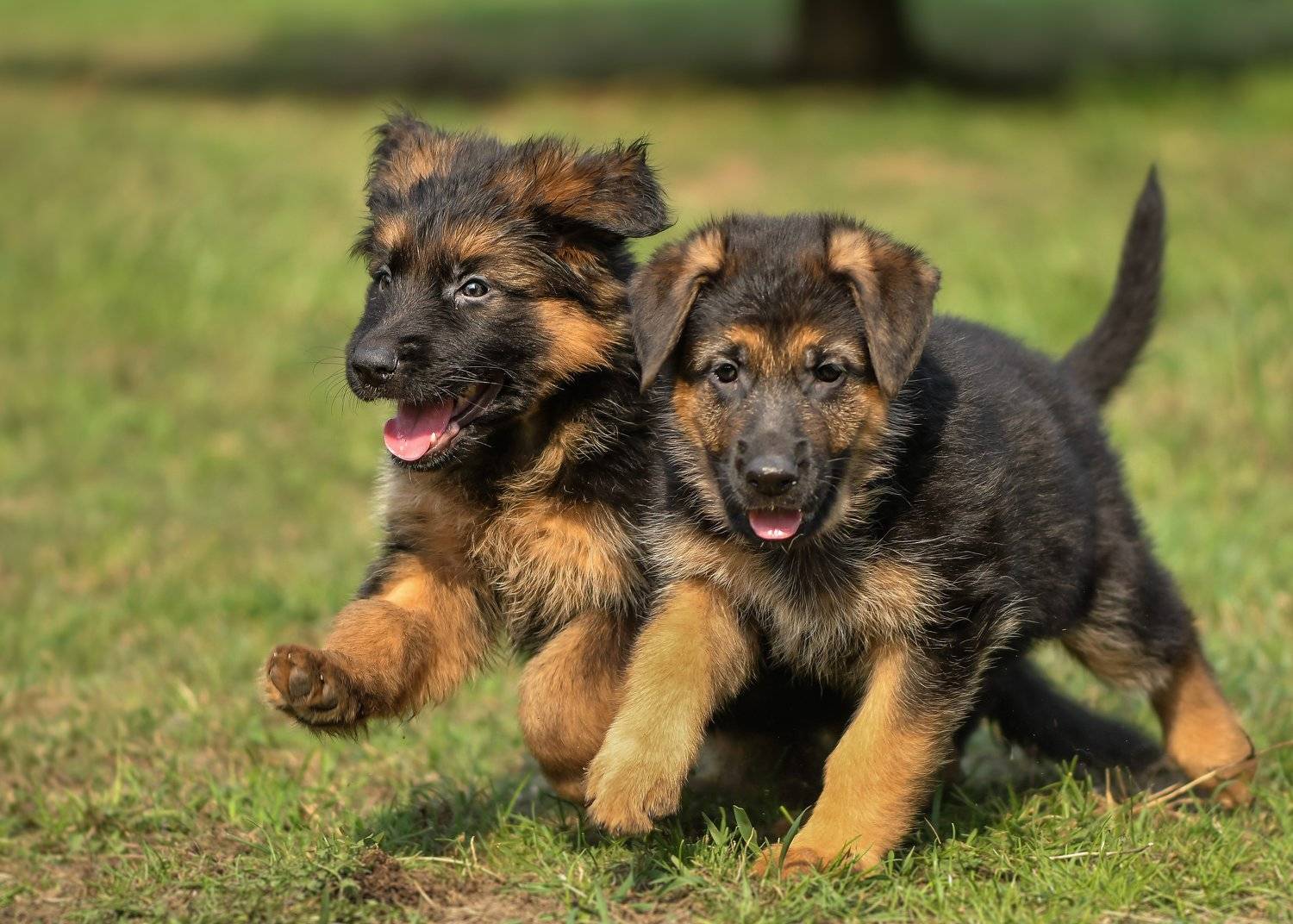 немецкая овчарка, щенки, бегущие собаки, весёлые щенята, Ксения Соварцева