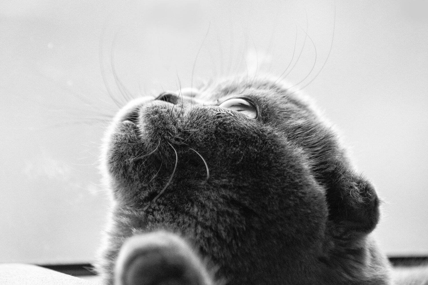 , Андрей Шарапов