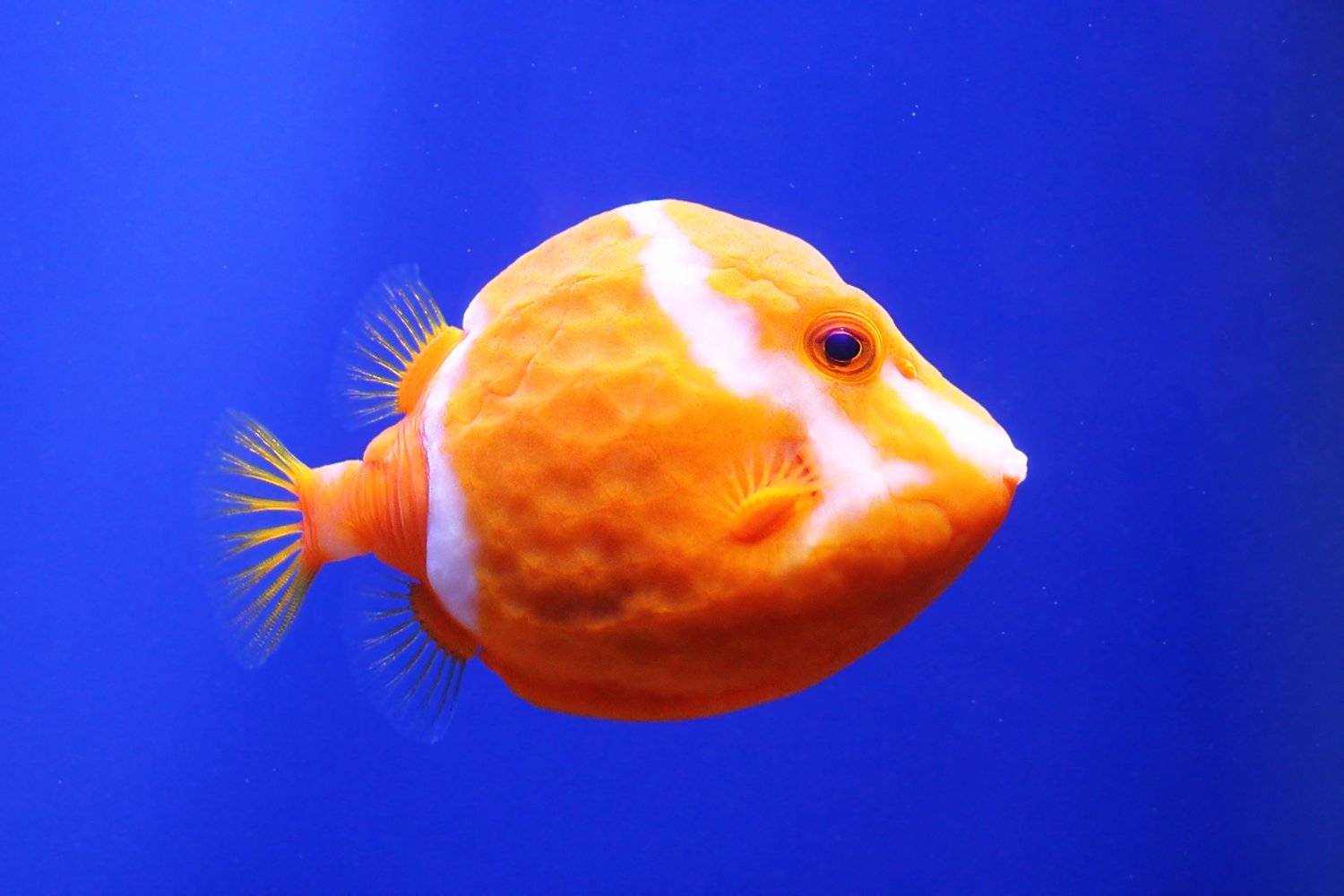 рыба, рыбка, рыбы, рыбки, вода, плавники, fishes, underwater, fins, swim, Дмитрий Салтыков