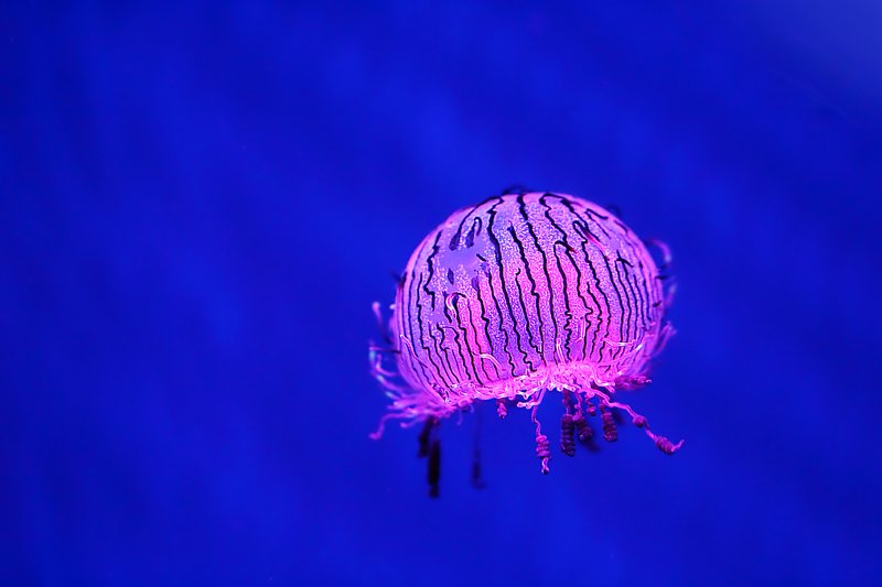 лимномедуза, медузы, гидроидные, стрекающие, underwater, jellyfish, olindiasidae, olindioides, hydrozoa, cnidaria Хочешь взять меня на ручки?... фото превью