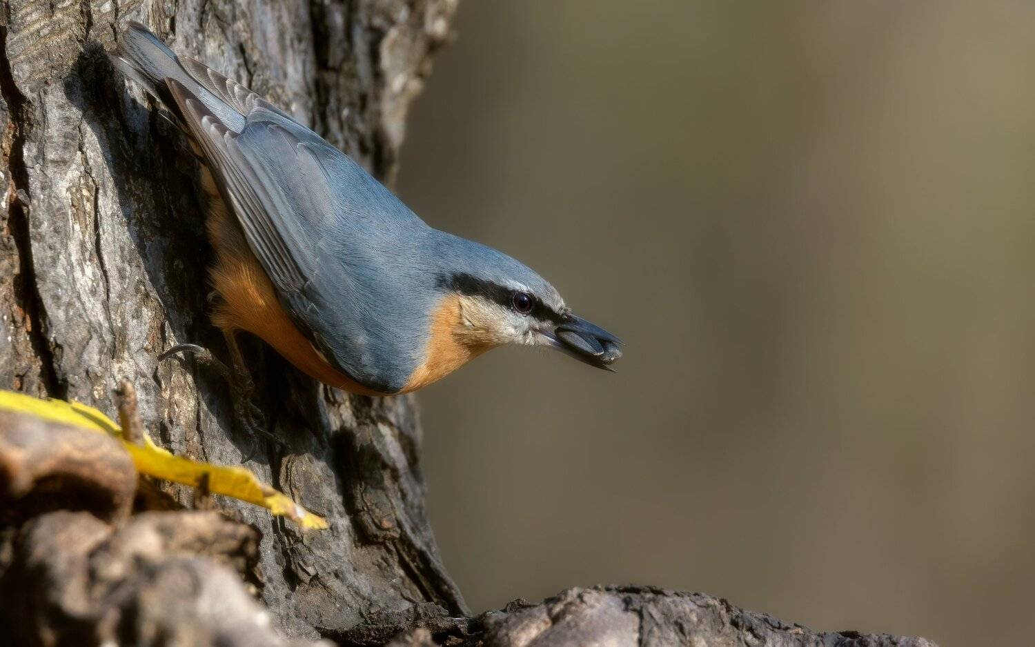 жадина, Alexander Plekhanov